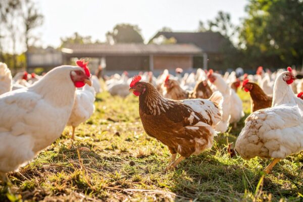 Argentina confirma surto de gripe aviária em granja. (Foto: True Creatives via Canva)
