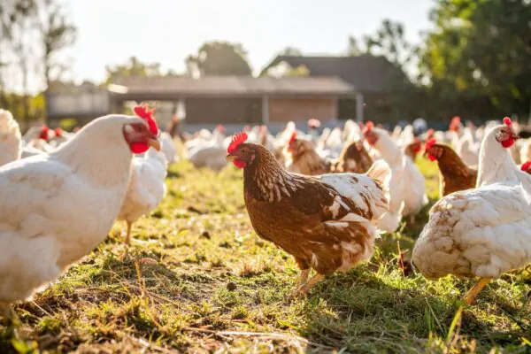 Argentina confirma surto de gripe aviária em granja. (Foto: True Creatives via Canva)