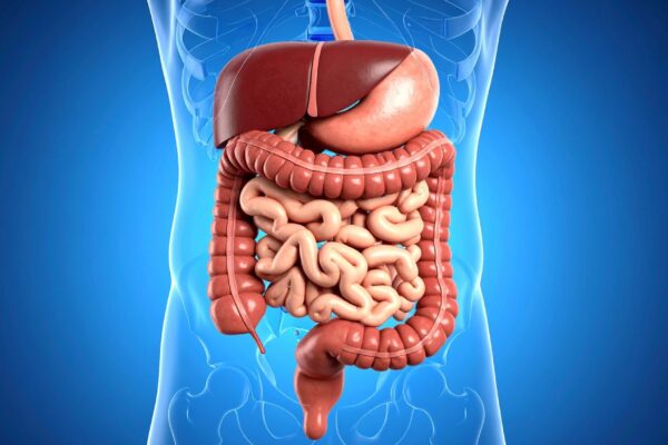 Bactérias do intestino podem estimular envelhecimento saudável. (Foto: TrueCreatives via Canva)