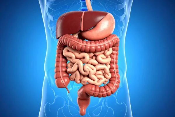 Bactérias do intestino podem estimular envelhecimento saudável. (Foto: TrueCreatives via Canva)