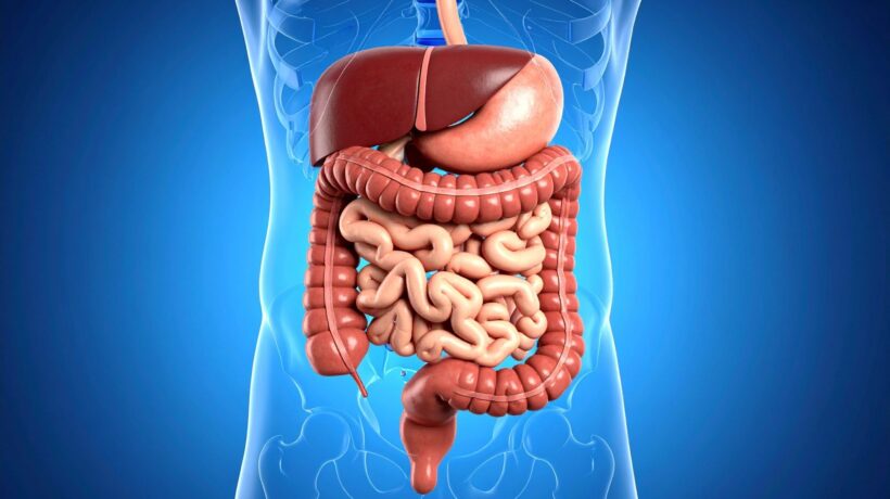 Bactérias do intestino podem estimular envelhecimento saudável. (Foto: TrueCreatives via Canva)