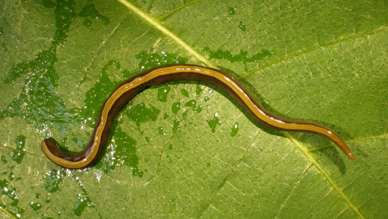 Caenoplana variegata - Muco pegajoso ajuda verme a viajar com pets. (Foto: Jean-Lou Justine via PeerJ)