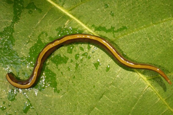 Caenoplana variegata - Muco pegajoso ajuda verme a viajar com pets. (Foto: Jean-Lou Justine via PeerJ)