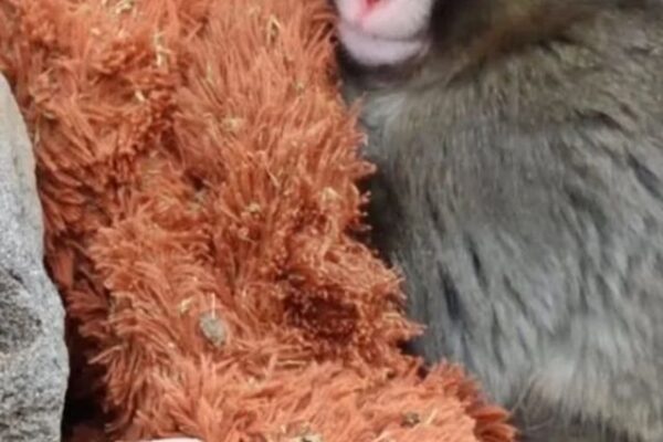 Filhote adota pelúcia após rejeição da mãe