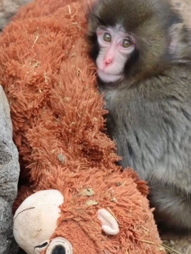 Filhote adota pelúcia após rejeição da mãe