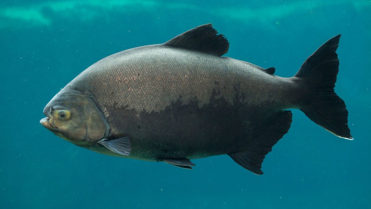 Na imagem, um Tambaqui. Pele de peixe vira biofilme e pode substituir plásticos (Imagem: Getty Images via Canva)