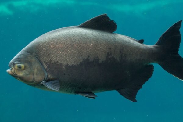 Na imagem, um Tambaqui. Pele de peixe vira biofilme e pode substituir plásticos (Imagem: Getty Images via Canva)