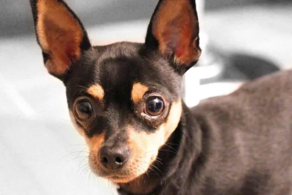 Pinscher tremendo? Entenda o que está por trás disso (Imagem: Getty Images via Canva)