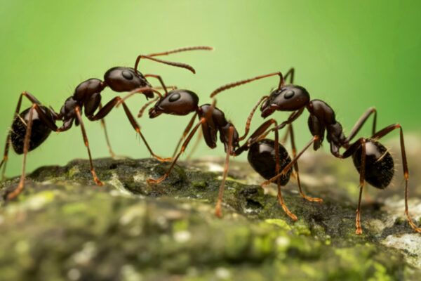 Poluição altera cheiro das formigas e provoca ataques na colônia (Imagem: Chirita's Images via Canva)