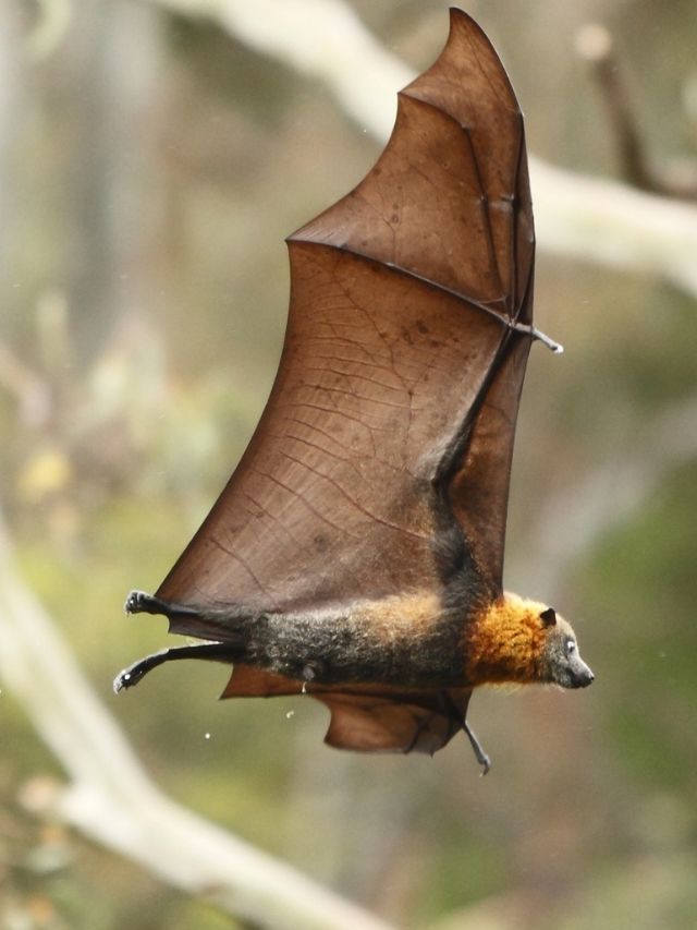 Morcegos gigantes e vírus Nipah