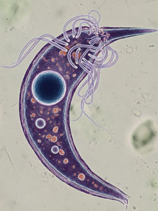 Parasita silencioso pode viver no cérebro por décadas