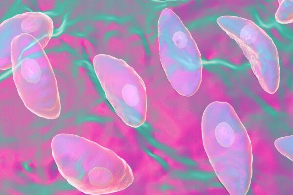 Ilustração de Toxoplasma Gondii em estágio de taquizoíto. (Foto: Science Photo Library via Canva)