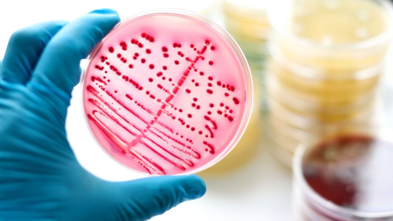 Açúcar bacteriano vira novo alvo contra superbactérias. (Foto: Getty Images via Canva)