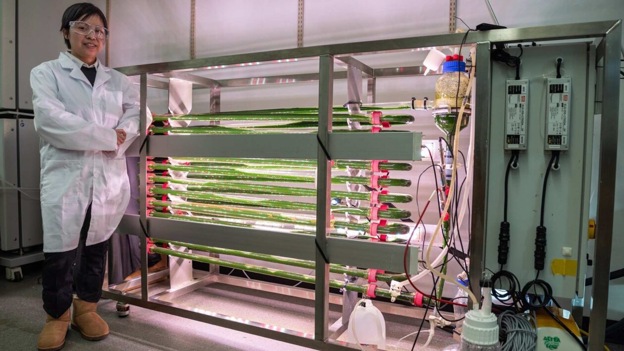 Algas de laboratório capturam microplásticos da água (Imagem: Universidade do Missouri)