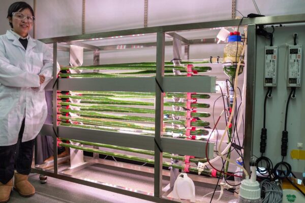 Algas de laboratório capturam microplásticos da água (Imagem: Universidade do Missouri)