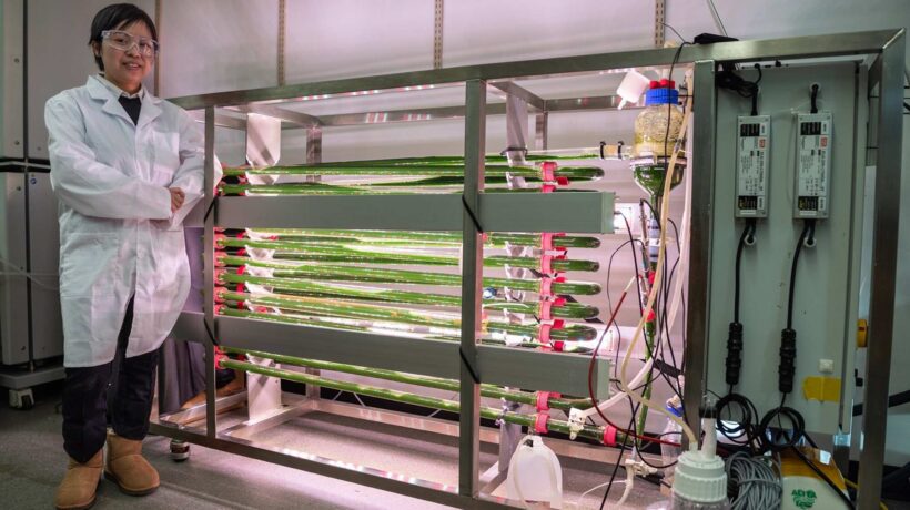 Algas de laboratório capturam microplásticos da água (Imagem: Universidade do Missouri)