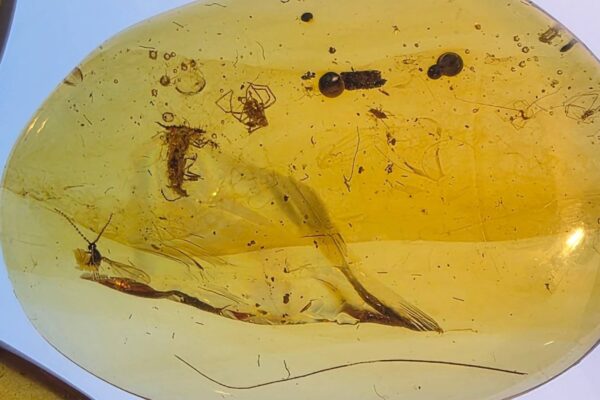 Âmbar revela interações de formigas pré-históricas (Imagem: José de la Fuente)