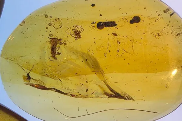 Âmbar revela interações de formigas pré-históricas (Imagem: José de la Fuente)