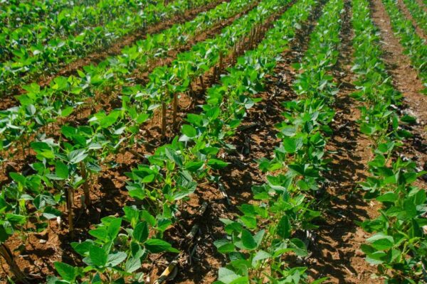 Microalgas reduzem uso de fertilizantes químicos (Imagem: Getty Images via Canva)