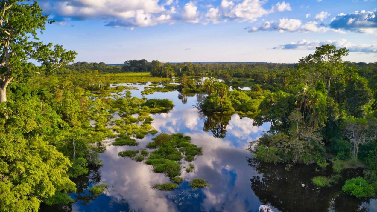 Turfeiras africanas emitem CO₂ antigo na atmosfera (Imagem: Getty Images via Canva)
