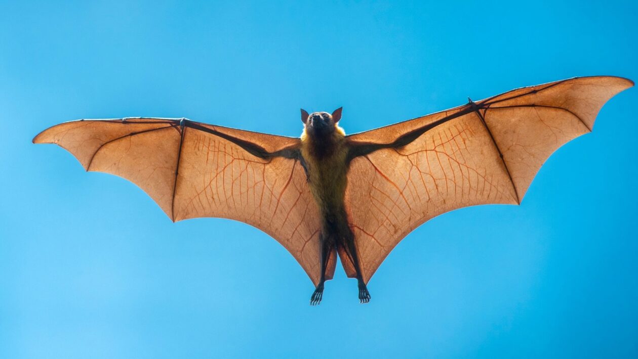 Vírus Nipah causou morte rápida após sintomas neurológicos. (Foto: Getty Images via Canva)