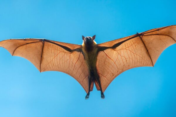 Vírus Nipah causou morte rápida após sintomas neurológicos. (Foto: Getty Images via Canva)