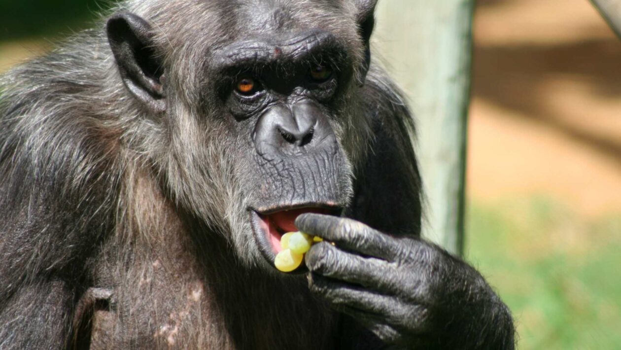 Chimpanzés ingerem álcool natural ao comer frutas fermentadas (Imagem: Getty Images via Canva)