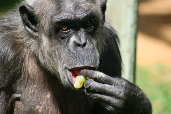 Chimpanzés ingerem álcool natural ao comer frutas fermentadas (Imagem: Getty Images via Canva)