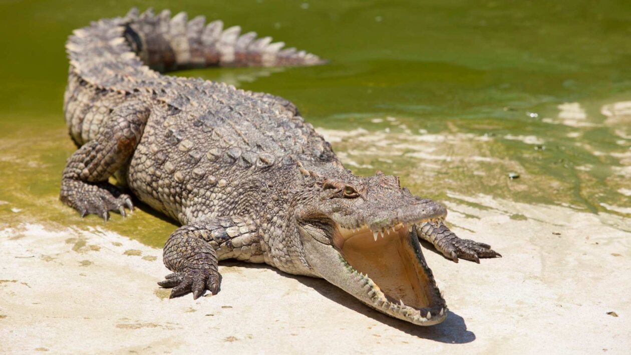 DNA revela a migração épica dos crocodilos pelo Índico (Imagem: Getty Images via Canva)