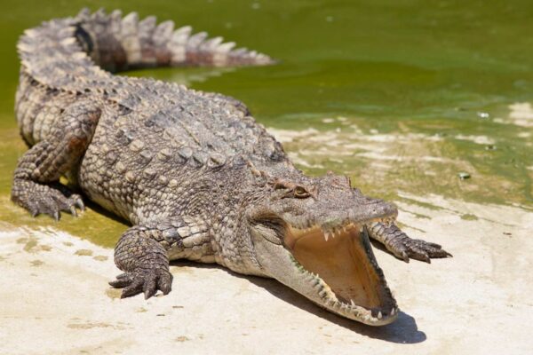 DNA revela a migração épica dos crocodilos pelo Índico (Imagem: Getty Images via Canva)