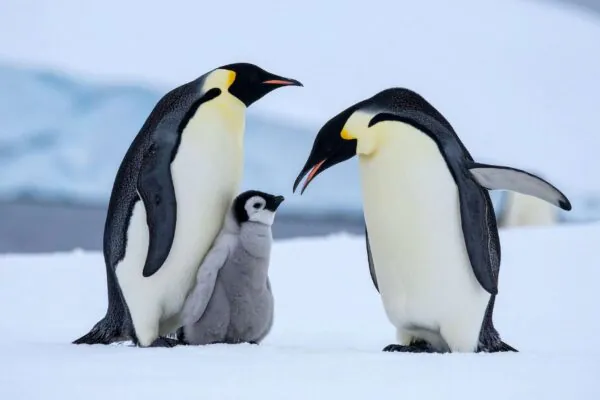 Pinguins influenciam o clima e ajudam a frear o aquecimento global (Imagem: TrueCreatives via Canva)