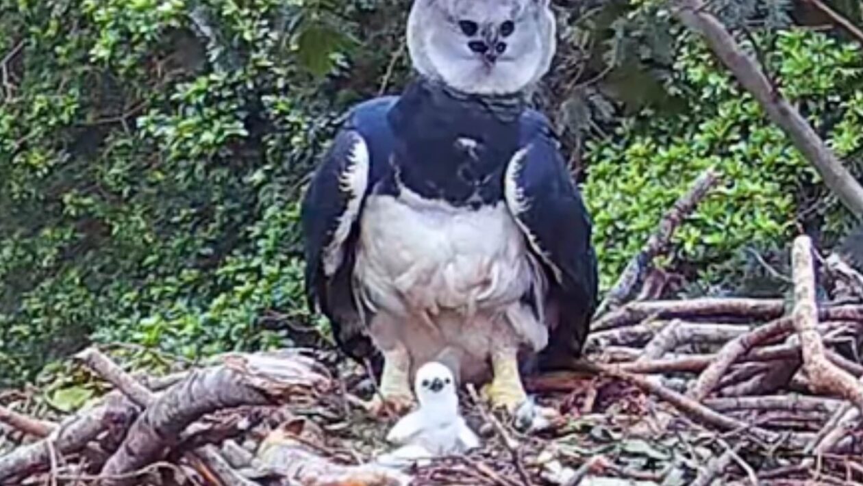 Filhote da maior águia do mundo nasce no Pantanal e surpreende cientistas (Imagem: Reprodução Planeta Aves/ Instagram)