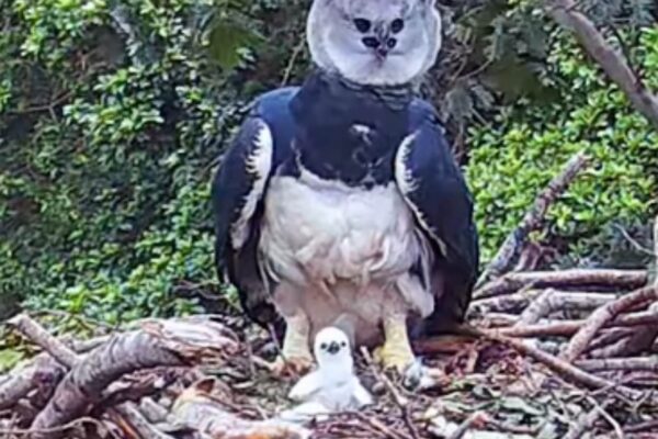 Filhote da maior águia do mundo nasce no Pantanal e surpreende cientistas (Imagem: Reprodução Planeta Aves/ Instagram)