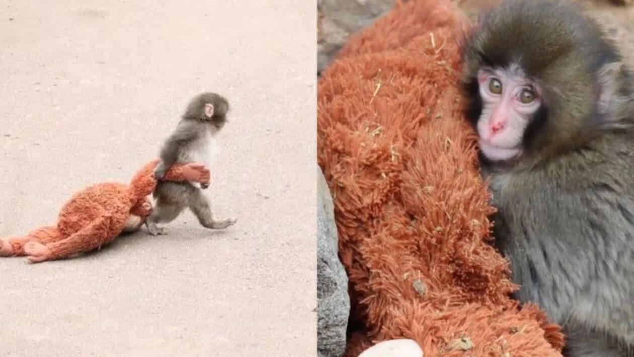 Apego à pelúcia revela ciência do vínculo animal (Imagem: Divulgação/ Redes sociais)