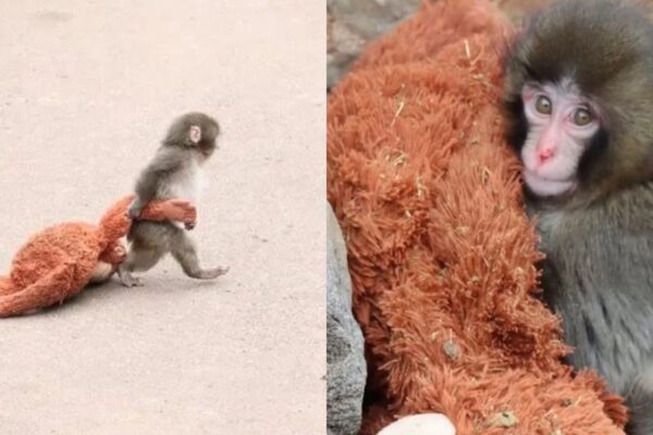 Apego à pelúcia revela ciência do vínculo animal (Imagem: Divulgação/ Redes sociais)