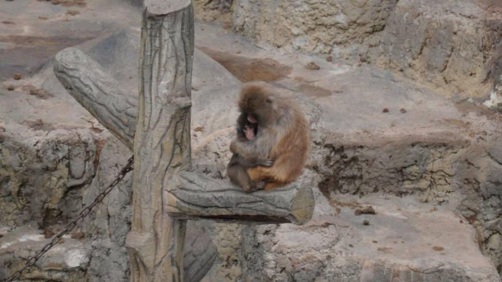 Após rejeição, filhote é aceito pelo grupo (Imagem: Divulgação/ Redes sociais)