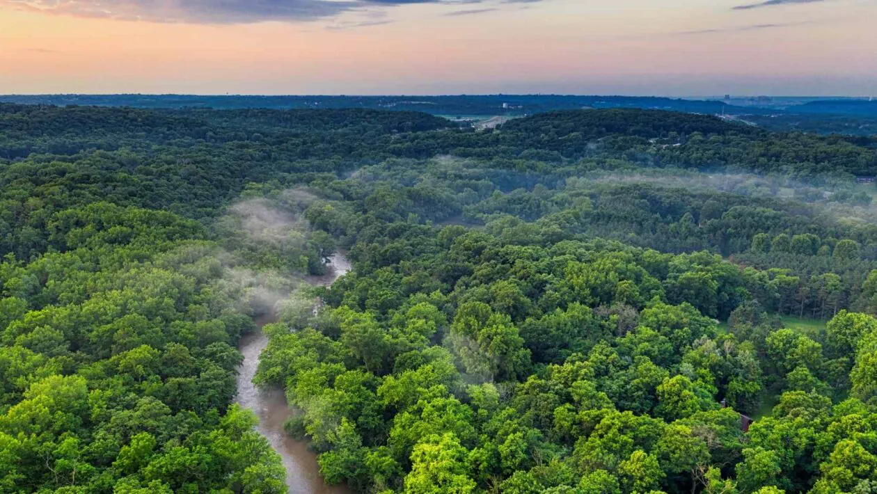 Florestas crescem mais rápido, mas estão perdendo diversidade e força (Imagem: Pexels via Canva)