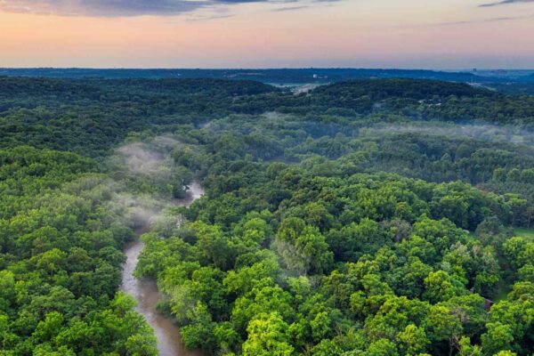 Florestas crescem mais rápido, mas estão perdendo diversidade e força (Imagem: Pexels via Canva)
