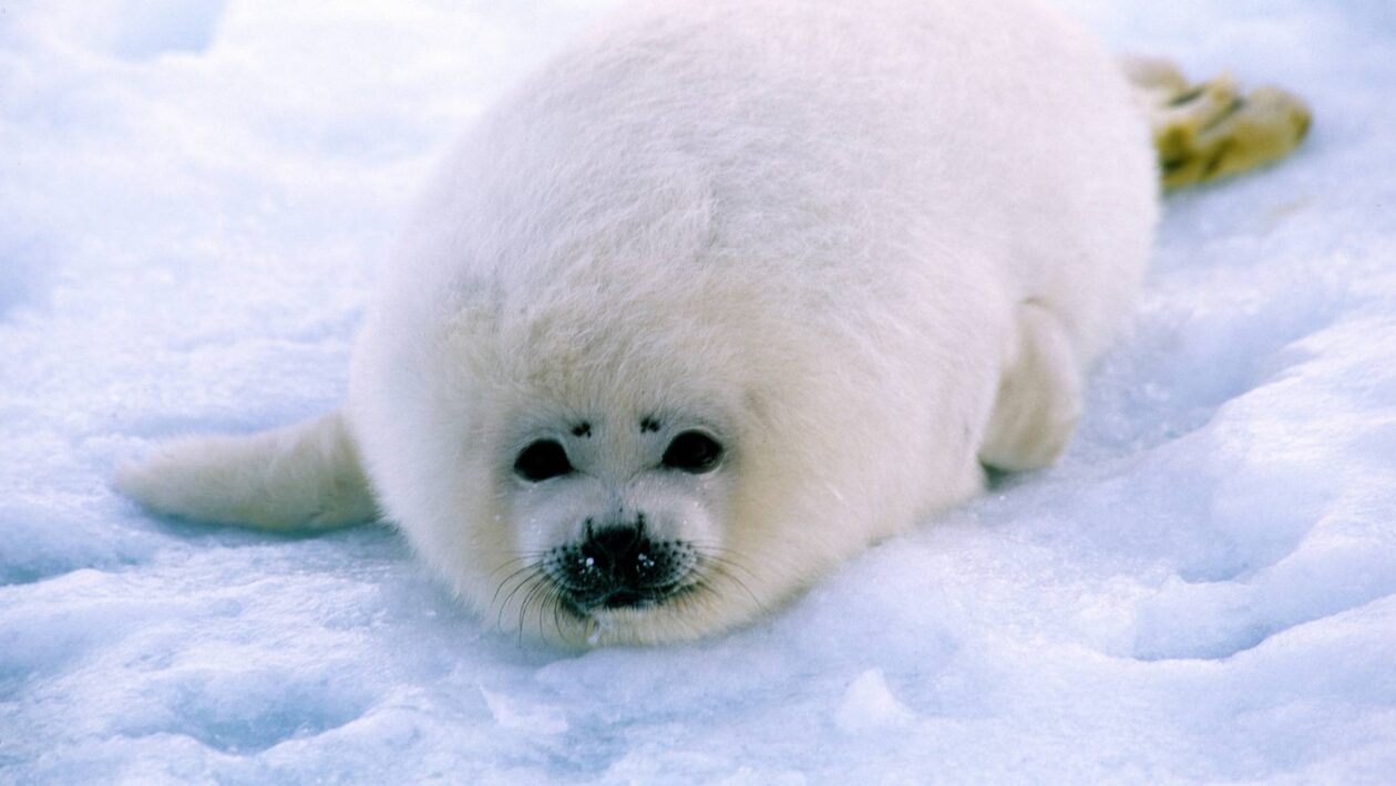 Focas-aneladas do Ártico enfrentam mudanças na dieta por derretimento glacial (Imagem: Getty Images via Canva)