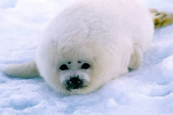 Focas-aneladas do Ártico enfrentam mudanças na dieta por derretimento glacial (Imagem: Getty Images via Canva)