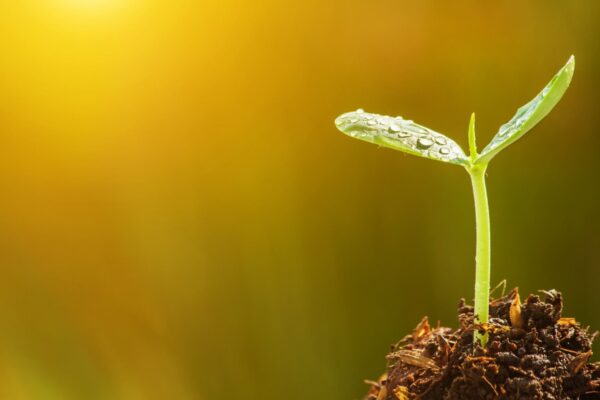 Sementes herdam informações do clima por meio de hormônios (Imagem: Getty Images via Canva)