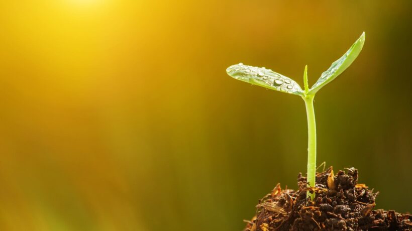 Sementes herdam informações do clima por meio de hormônios (Imagem: Getty Images via Canva)