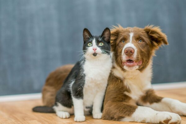 Remédios antipulgas podem afetar insetos do solo (Imagem: Getty Images via Canva)