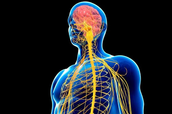 Lesão nervosa pode gerar inflamação sistêmica. (Foto: Photo Library via Canva)