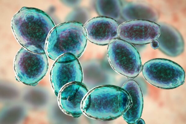 Microrganismo resiste a condições extremas semelhantes às de Marte (Imagem: Photo Library via Canva)