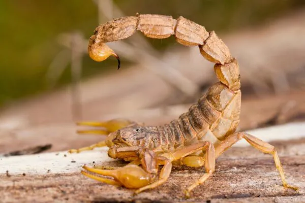 Ciência prevê áreas críticas para picadas de escorpião (Imagem: Getty Images via Canva)