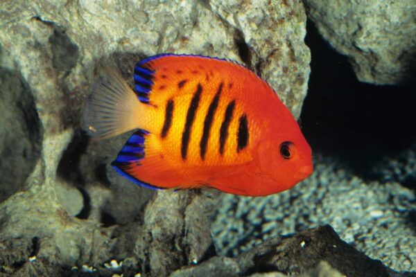 Até peixes remotos do Pacífico já ingerem microplásticos (Imagem: Photo Images)