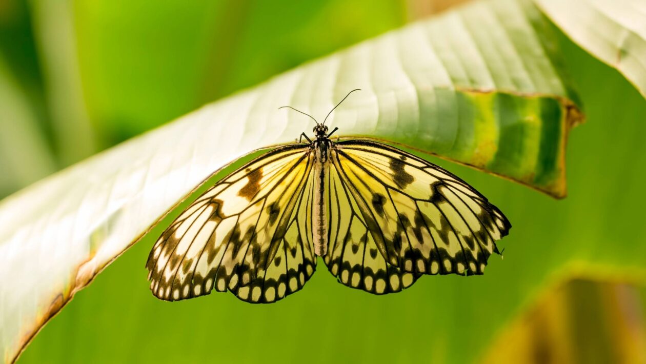A natureza está ficando menos capaz de se adaptar ao clima extremo (Imagem: Getty Images via Canva)