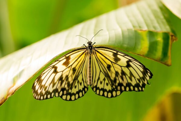 A natureza está ficando menos capaz de se adaptar ao clima extremo (Imagem: Getty Images via Canva)