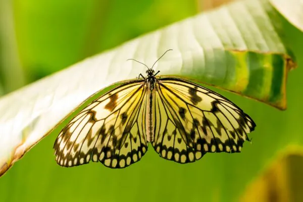 A natureza está ficando menos capaz de se adaptar ao clima extremo (Imagem: Getty Images via Canva)